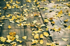 biloba ginkgo zieleni liść zdjęcia royalty free biloba ginkgo zieleni liść zdjęcia royalty free