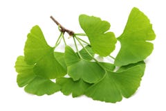 biloba ostrości ginkgo liść płycizna Obraz Royalty Free biloba ostrości ginkgo liść płycizna Obraz Royalty Free