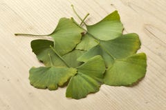 biloba ostrości ginkgo liść płycizna Zdjęcia Stock biloba ostrości ginkgo liść płycizna Zdjęcia Stock