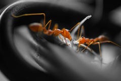 Binari di raccordo occupati delle formiche Binari di raccordo occupati delle formiche