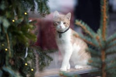 Binnenlandse kattenzitting in winkelvenster Aanbiddelijke rode kat stock foto's Binnenlandse kattenzitting in winkelvenster Aanbiddelijke rode kat stock foto's