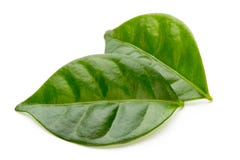 Green tea leaf isolated on white background. royalty free stock photo Green tea leaf isolated on white background. royalty free stock photo