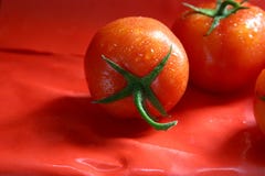 Bio Tomatoes stock photography Bio Tomatoes stock photography
