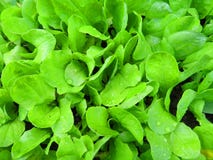 Biokopfsalat lizenzfreies stockfoto Biokopfsalat lizenzfreies stockfoto