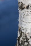 Birch Royalty Free Stock Images Birch Royalty Free Stock Images