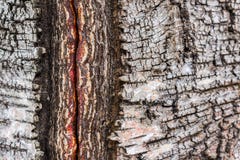 Bark details of birch tree stock photo. Image of pattern - 8263790