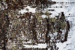 Birch bark and moss background Stock Image Birch bark and moss background Stock Image