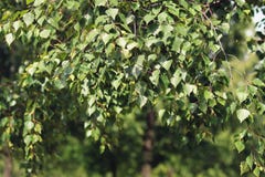 Birch branch with leaves royalty free stock images Birch branch with leaves royalty free stock images