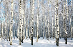Birch forest with covered snow branches in sunlight Royalty Free Stock Photos Birch forest with covered snow branches in sunlight Royalty Free Stock Photos