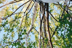 Birch forest in sunlight Stock Photos Birch forest in sunlight Stock Photos