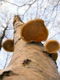 Birch Fungus From Below Royalty Free Stock Photo