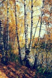 Birch Grove On The Lakeside Of Forest Lake With Instagram Style Royalty Free Stock Photo