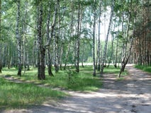 Birch grove on a summer day stock images Birch grove on a summer day stock images