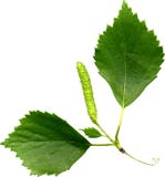 birch liście birch liście