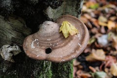 Birch polypore, Piptoporus betulinus, growing on a tree trunk in forest stock photography Birch polypore, Piptoporus betulinus, growing on a tree trunk in forest stock photography