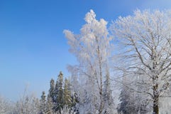 Birch tree covered by snow and hoarfrost stock image Birch tree covered by snow and hoarfrost stock image