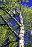 Birch Tree In The Sun Royalty Free Stock Photo