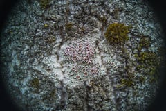 Lichen and moss on a birch tree stock photos Lichen and moss on a birch tree stock photos