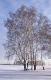Birch on a winter plain - vertically stock photos Birch on a winter plain - vertically stock photos