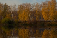 Birches trees near the river in the fall royalty free stock photo Birches trees near the river in the fall royalty free stock photo
