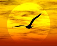 Bird And Sun Stock Images Bird And Sun Stock Images