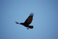 Bird - As the crow flies