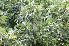 Bird on avocado tree branch stock image Bird on avocado tree branch stock image