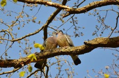 Bird, Branch, Fauna, Tree Stock Photography Bird, Branch, Fauna, Tree Stock Photography