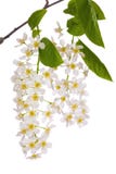Bird Cherry Tree Branch On White Royalty Free Stock Images