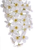 Bird Cherry Tree White Inflorescence Royalty Free Stock Photo
