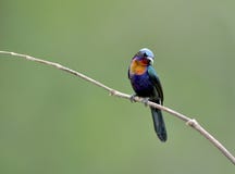 Bird (Copper-throated Sunbird) , Thailand. Bird (Copper-throated Sunbird) in nature , Thailand royalty free stock image Bird (Copper-throated Sunbird) , Thailand. Bird (Copper-throated Sunbird) in nature , Thailand royalty free stock image