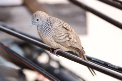 Bird Dove on the power line close-up royalty free stock photography Bird Dove on the power line close-up royalty free stock photography