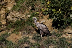 Bird, Ecosystem, Fauna, Nature Reserve Royalty Free Stock Photography Bird, Ecosystem, Fauna, Nature Reserve Royalty Free Stock Photography
