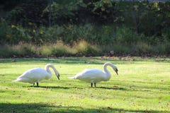 Bird, Ecosystem, Fauna, Nature Reserve Stock Photos Bird, Ecosystem, Fauna, Nature Reserve Stock Photos