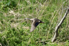 Bird, Ecosystem, Fauna, Nature Reserve Stock Image Bird, Ecosystem, Fauna, Nature Reserve Stock Image