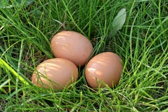 Bird Egg Stock Images