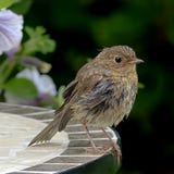 Bird, Fauna, Beak, Old World Flycatcher Royalty Free Stock Photography Bird, Fauna, Beak, Old World Flycatcher Royalty Free Stock Photography