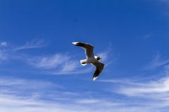 Bird flying in a sunny day