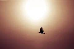 Bird flying in sun