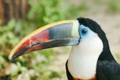 Bird with a huge beak. Toucan sitting close-up. stock photos Bird with a huge beak. Toucan sitting close-up. stock photos