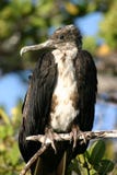 Bird In Galapagos Stock Images