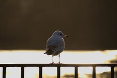 Bird at lake stock images Bird at lake stock images