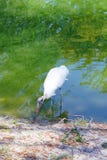 A bird is looking for food stock photos A bird is looking for food stock photos