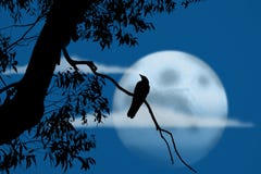 Bird at night in front of full moon
