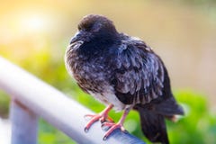 Bird stock image Bird stock image