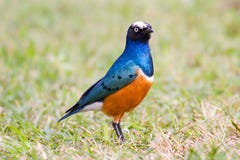 Bird Of Colors Royalty Free Stock Image