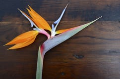 Bird Of Paradise Flower On Wood Background. Royalty Free Stock Images Bird Of Paradise Flower On Wood Background. Royalty Free Stock Images