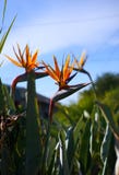 Bird of paradise flower stock images Bird of paradise flower stock images