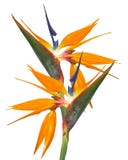 Bird of Paradise Strelitzia isolated