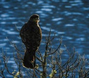 Bird posing in a tree with lake in the background stock photography Bird posing in a tree with lake in the background stock photography